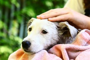 If You Don't Like My Owner, Back Away!