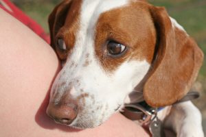 5 Tricks to Relax a Nervous Dog