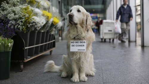 Γνωρίστε τον Ney: The Famous Dog of Plaza de Lugo