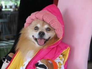 Wait! Don't Ever Humanize Your Dog