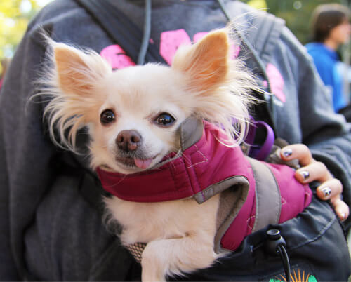 chihuahua in woman's arms