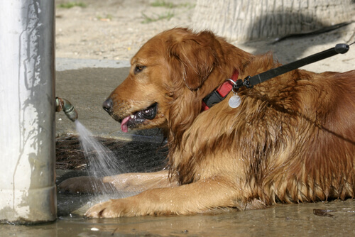 How to Protect Your Dog from Heat Stroke