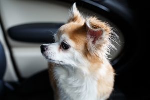 Man Breaks BMW Windows to Save Dog