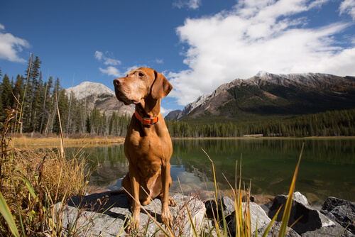개의 의사 표현
