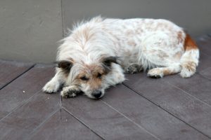 How to Detect if Something is Wrong with Your Dog