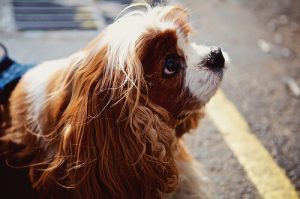 Talking to Your Dog Makes You Smarter