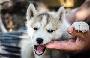 21 Shocking Things You Didn't Know About Dogs: Part 1