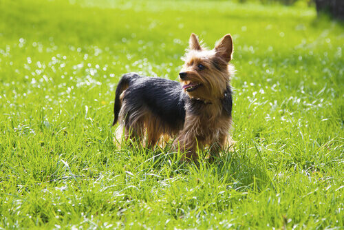 The Yorkshire Terrier is a perfect pet for both children and the elderly