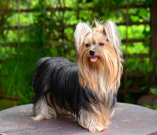 The Yorkshire Terrier has a great capacity to adapt to all spaces
