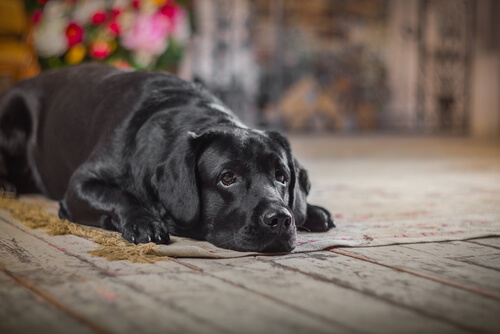 How to Understand Dog Aging