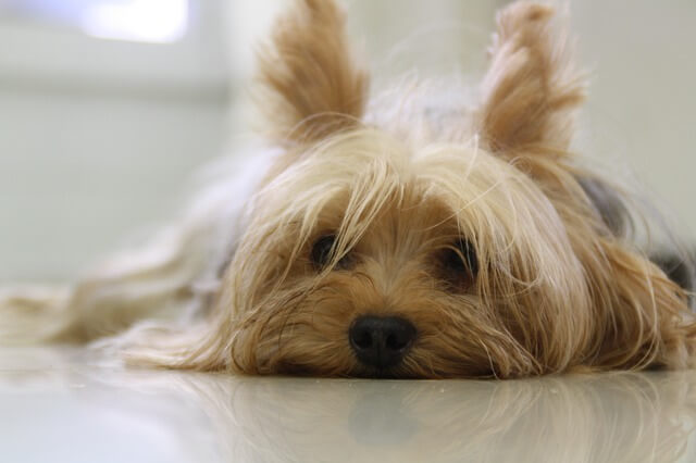 Yorkshire Terrier lying down looking at the camera