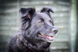 How To Calm Down A Dog That's Having A Tantrum