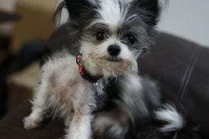 Our Favorite Anti-Flea Treatments