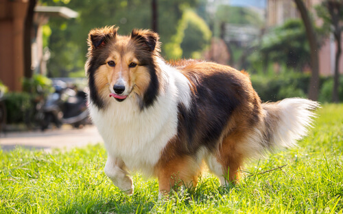 The 7 Most Independent Dog Breeds