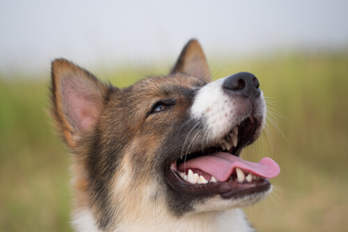 What Happens in a Dog's Brain When He Sees His Owner?