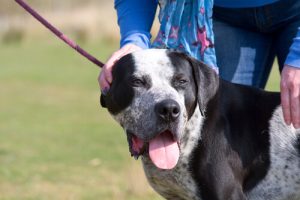 Pulling On The Leash: Health Consequences For Your Dog