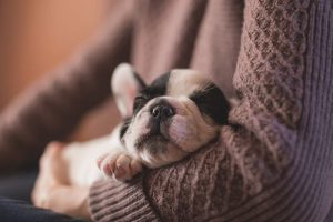 How to Prevent Velcro Dog Syndrome