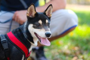 My Dog Is Not My Child, But I Am His Parent