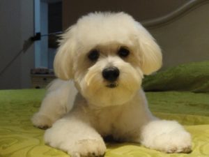 Apartment Dogs: Breeds that Can Live in Small Spaces