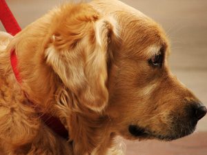 7 Home Remedies for Flea Bites