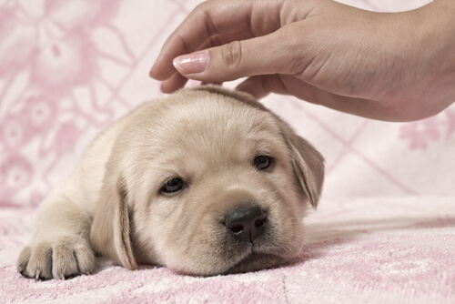Golden Retriever puppy being petted
