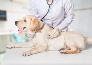 New Hospital Gives Hope to Forgotten Animals