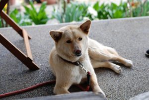 What to Do if Your Pet is Poisoned