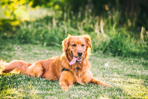 5 Common Calming Signals in Your Dog - My Animals