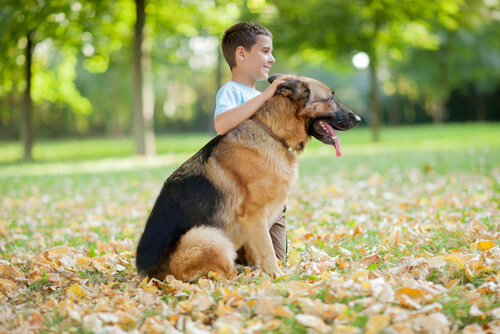 Which Dog Breeds Are the Most Affectionate?