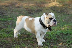 The 8 Most Expensive Dog Breeds