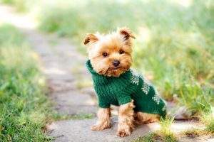 The Name Game: Great Names for Small Dogs