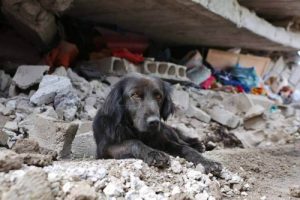 Earthquake in Ecuador: Dog Refuses to Leave Home