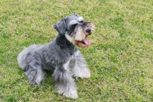 Dogs in Group 2: Breed Classification According to the FCI