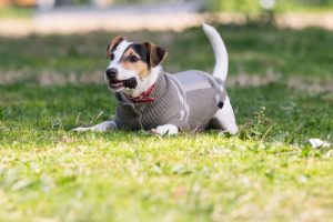 Keeping Your Dog Warm: A Complete Guide for Cold Weather