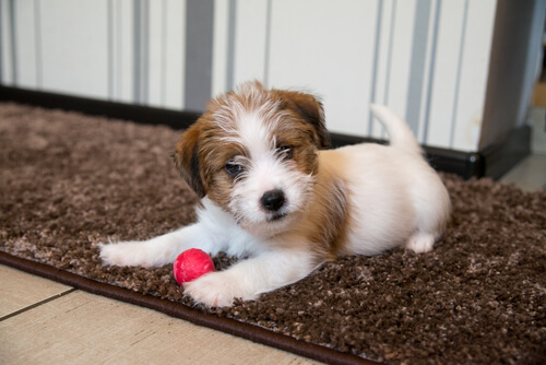 The Importance Of Early Stimulation For Puppies