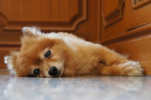 How to Calm a Puppy Whining All Night