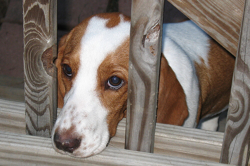 6 Signs of a Scared Dog & How To Empathize - My Animals
