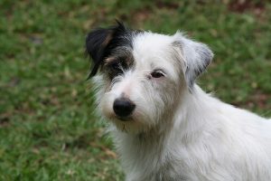 5 Common Calming Signals in Your Dog