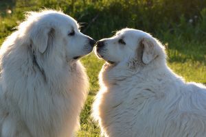 Tips for Socializing Your Dog