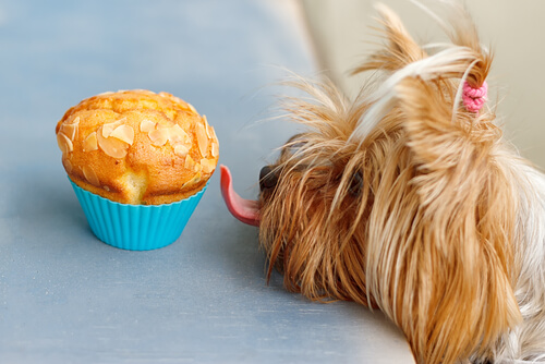 Recipes for Homemade Cakes for Dogs