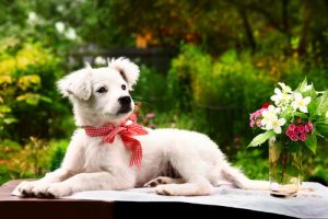 Never Do It! Things That Your Dog Hates