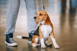 Your Dog Knows You Better Than Anyone Else