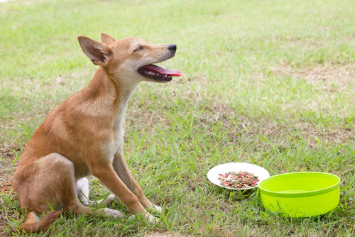 How to Healthily Treat Vomiting in Dogs