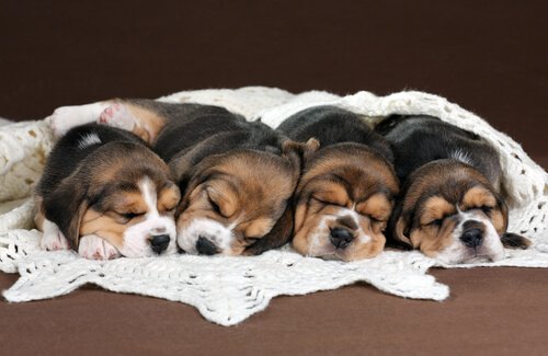 Beagle puppies
