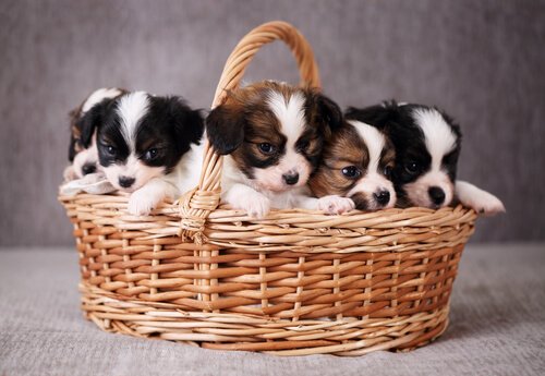 A basket of puppies.