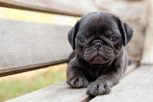 A pug puppy raised in puppy mills