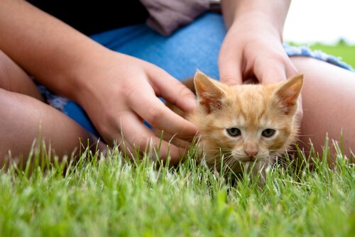 A kitten playing in the grass.