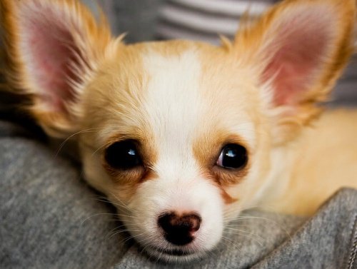 A Chihuahua with big ears.