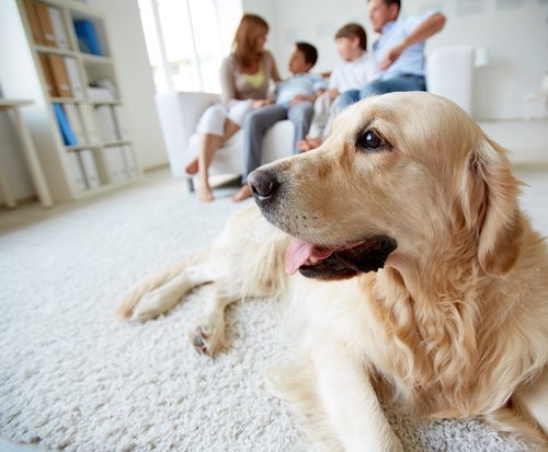 A golden retriever in a home with his family.