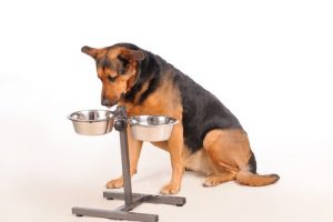 How Many Meals Should Your Dog Have?